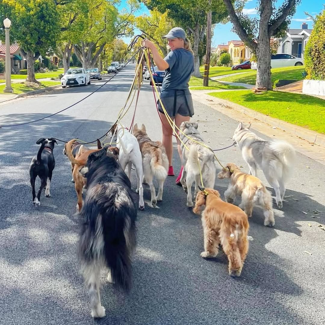 A walker leading several dogs on rope leads