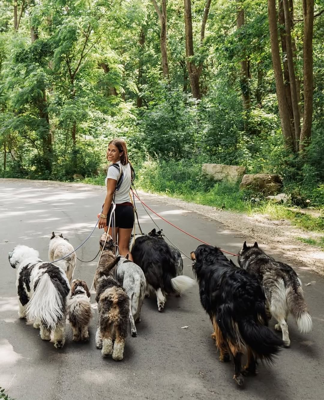 A handler with a Mountain Dog lead