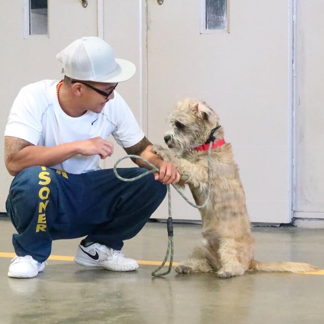 Pawsitive Change Leash