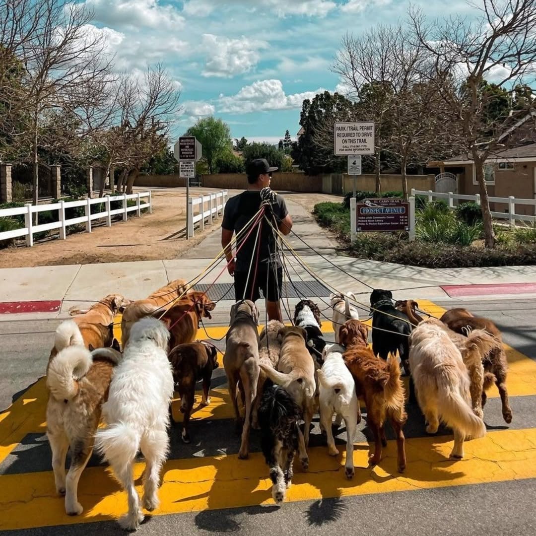 A pack walker on rope slip leads