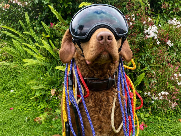 Standard Slip Leash
