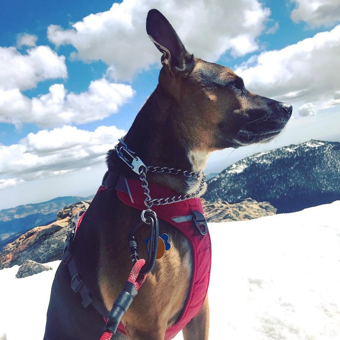 Standard Carabiner Leash