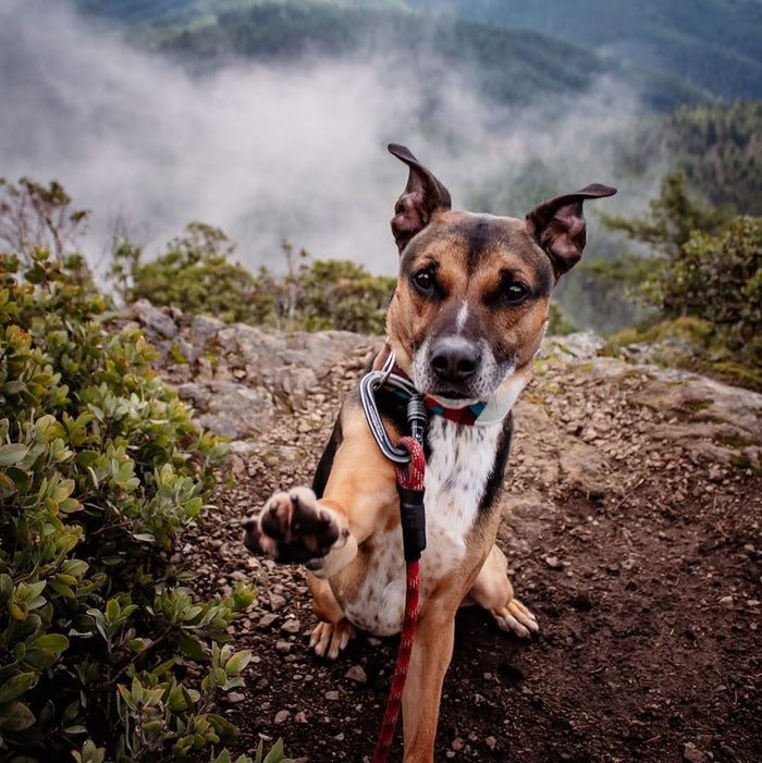 Hands-Free Standard Carabiner Leash