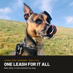 Hands-Free Standard Carabiner Leash