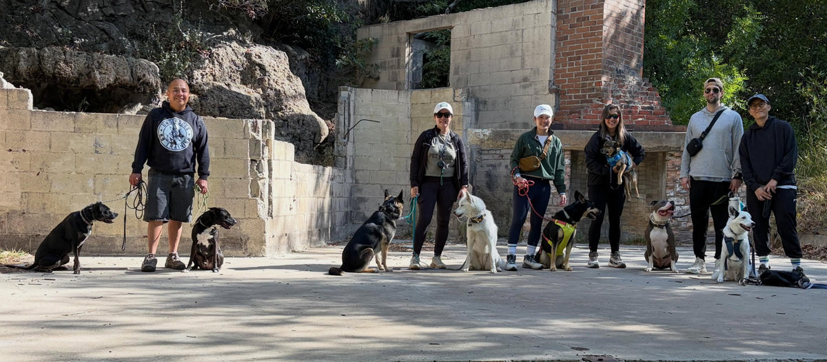 Oscar Rodriguez with his dogs and a pack-walk group of owners and their dogs at Solstice Canyon