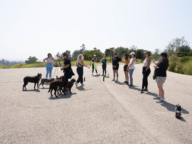 Rachel leading a group training walk with owners and their dogs