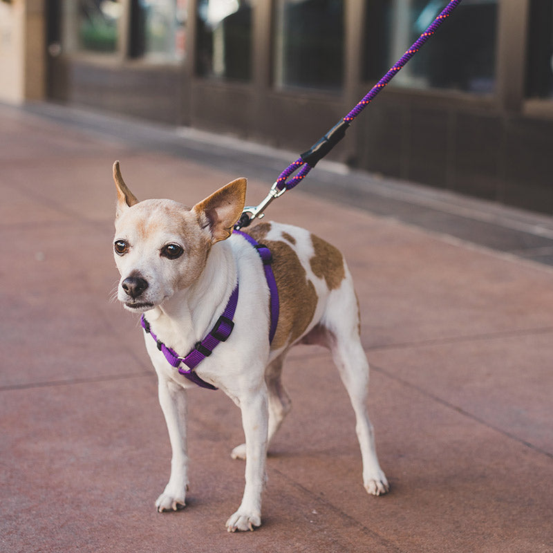 Might Mini Clip Leash
