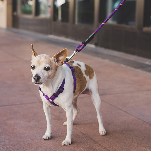 Might Mini Clip Leash