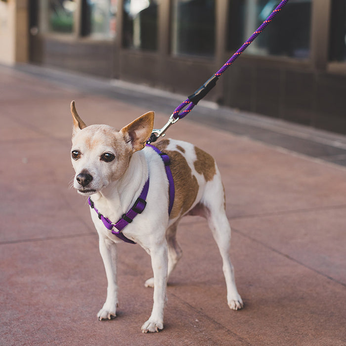 Mini Clip Leash
