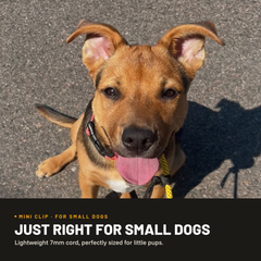 Mini Clip Leash