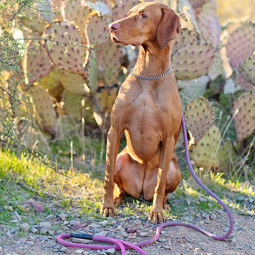 Original Clip Leash