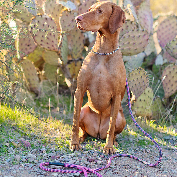 Standard Clip Leash