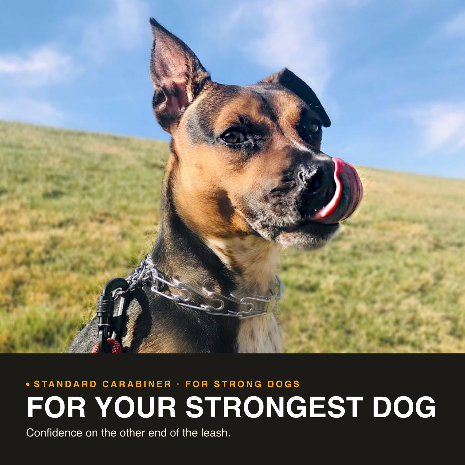 Standard Carabiner Leash
