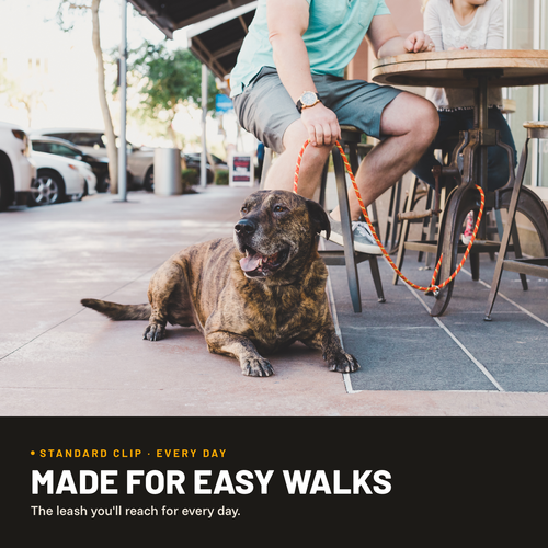 Standard Clip Leash